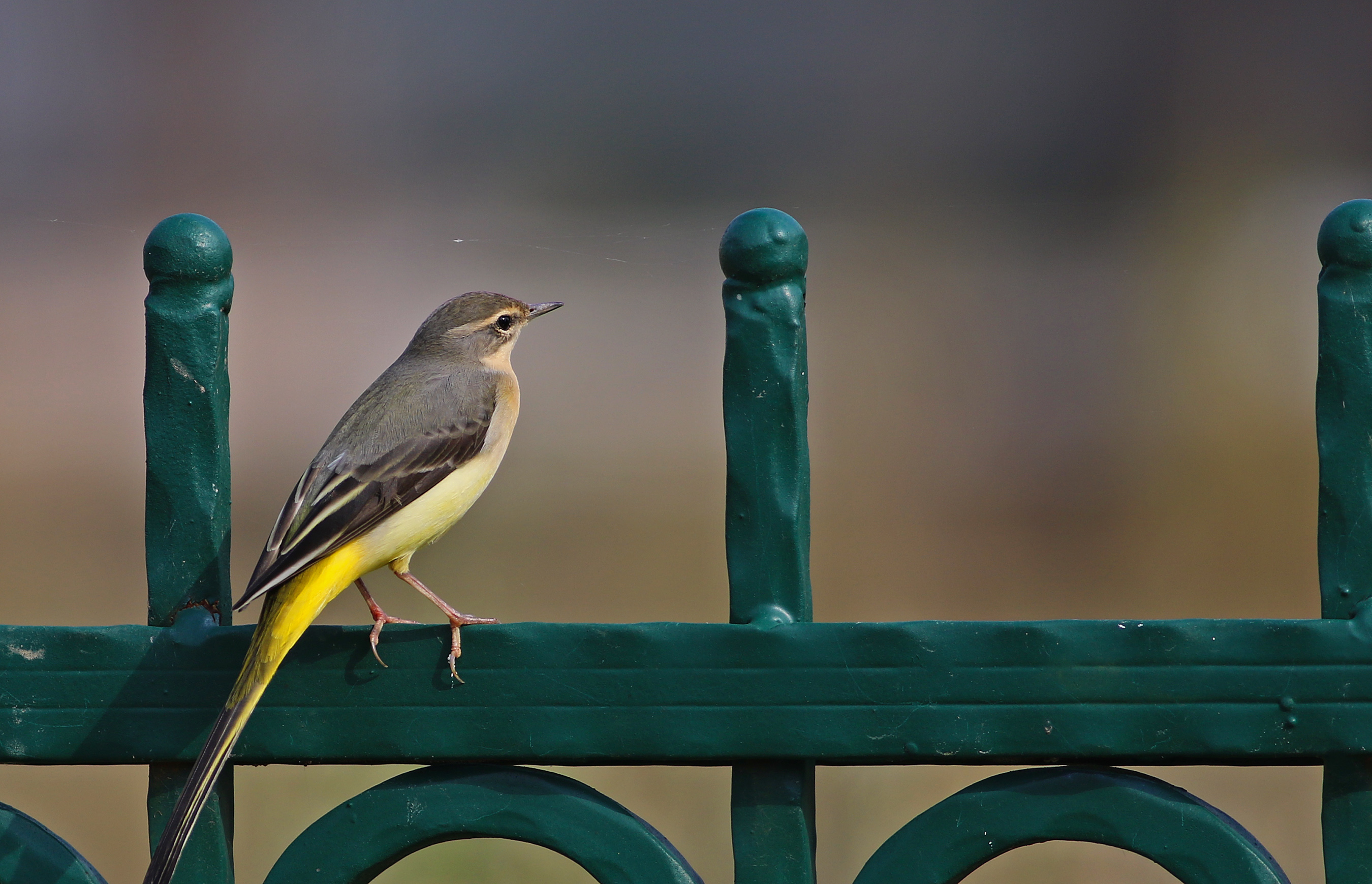 Gray Wagtail